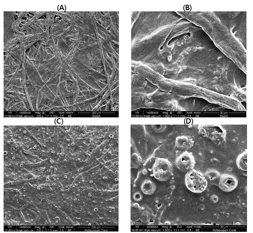 Scanning electron microscope examination of Metasequoia cone extracts coated paper. (A); starch only (200X), (B); starch only (1500X), (C); Metasequoia cone extract/starch (200X) and (D); Metasequoia cone extract/starch (1500X).