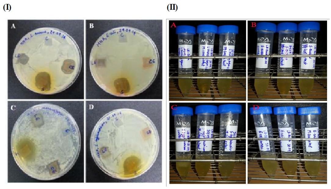 (I) Effect of leaf and cone coated PE films against tested bacteria. (A) Staphylococcus aureus, (B) Escherichia coli, (C) Listeria monocytogens, and (D) Salmonella typhimurium. (II) Effect of coated and un-coated PE film in growth of bacteria (liquid medium).