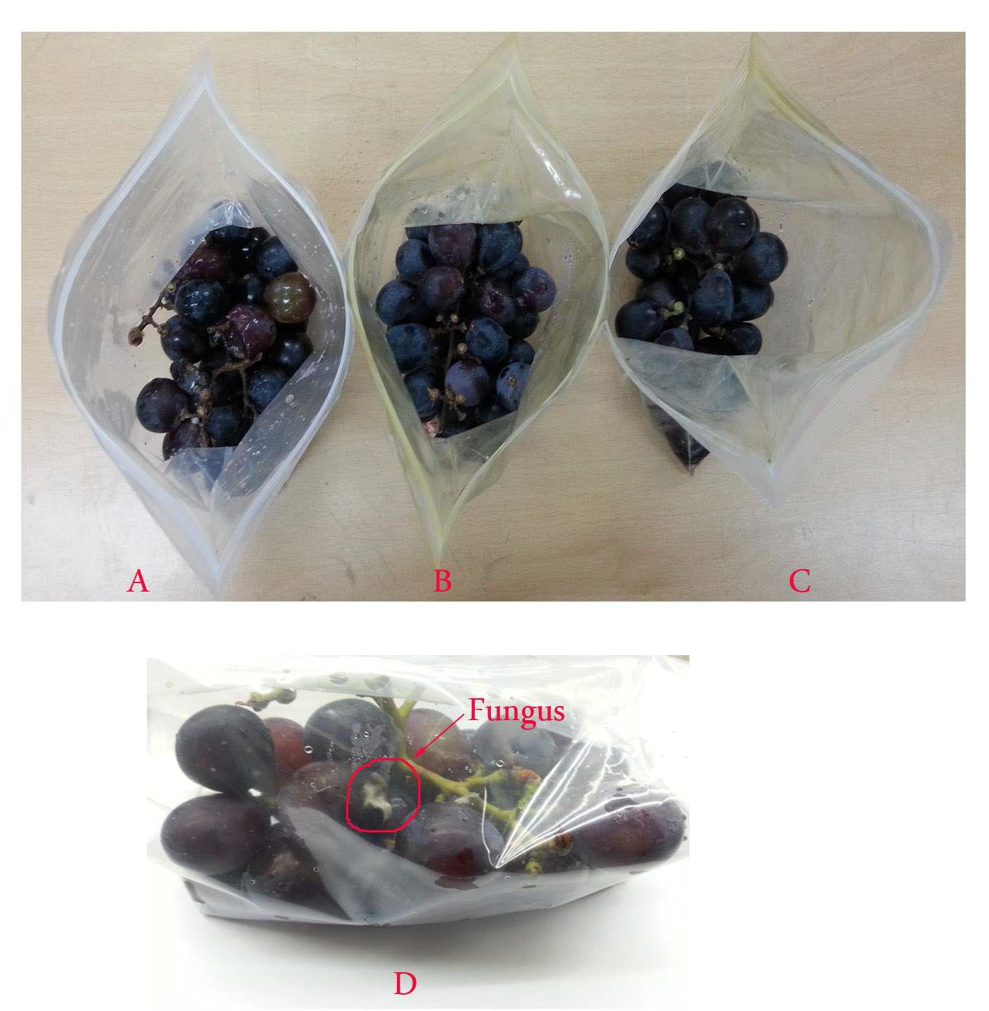 Grape samples packed in different PE film bags after seven days storage at 25 ± 1℃. (A) Control, (B) Metasequoia leaf extract coated film, (C) Metasequoia cone extract coated film, (D) Appearance of fungus in grapes packed in control PE film.