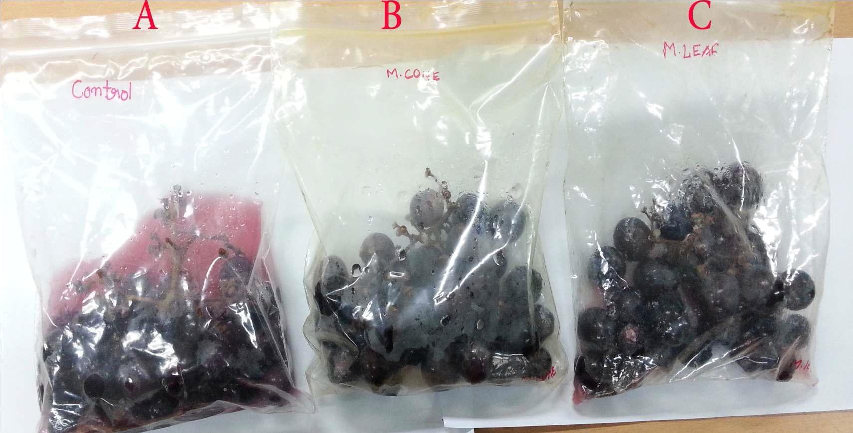 Grape samples packed in different PE film bags after seven days storage at 25 ± 1℃. (A) Control, (B) Metasequoia cone extract coated film, (C) Metasequoia leaf extract coated film.