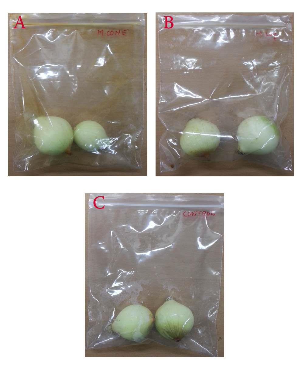 Onion samples packed in different PE film bags at 0 day storage at 25 ± 1℃. (A) Metasequoia cone extract coated film, (B) Metasequoia leaf extract coated film, (C) Control.