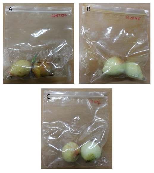 Onion samples packed in different PE film bags after 18 day storage at 25 ± 1℃. (A) Control, (B) Metasequoia cone extract coated film, (C) Metasequoia leaf extract coated film.