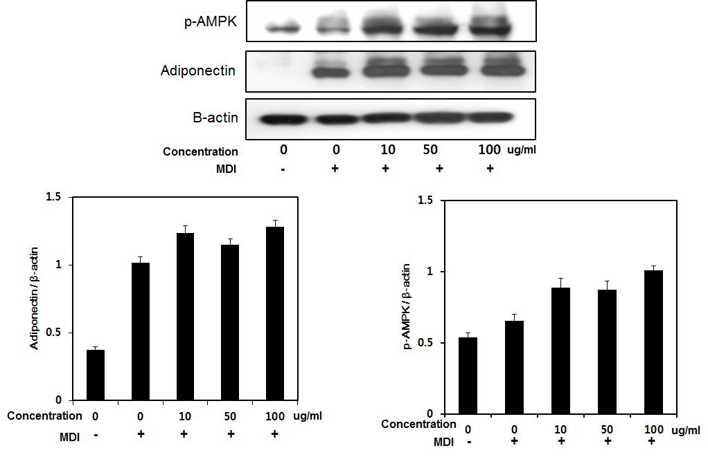Effects of wheat bran, fermented wheat bran 80% ethanol extract on p-AMPK and adiponectin protein expression in 3T3-L1 adipocytes.