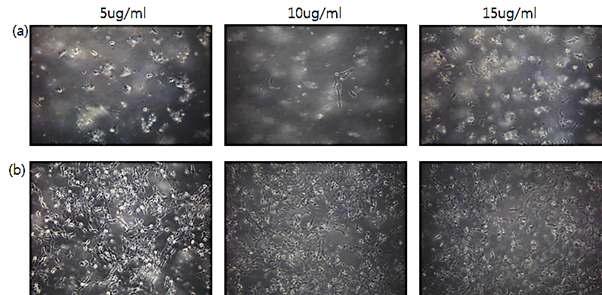 To examine whether the concentration of antiviral reagents exposure is important for the antiviral activity,