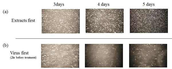 The CPE induced by infection of VHSV at 0.01 in EPC cells that were either (a) treated with 10 ug/ml of SR22 : Dilutant mixture at 3day, 4day, 5day before virus inoculation, or (b) firstly infected with virus and treated with SR22 : Dilutant mixture after 3day, 4day, 5day of the infection