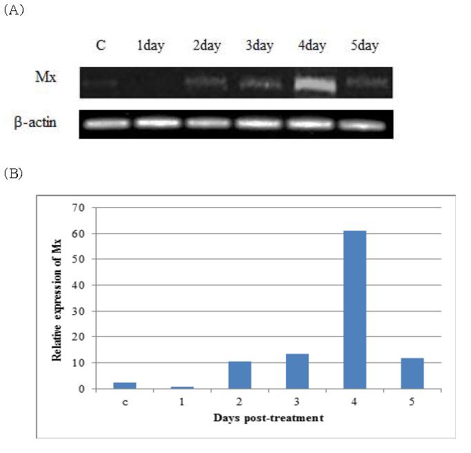 RT-PCR amplification of Mx gene expression in EPC cells treated with PBS, SR22 : Dilutant mixture (10ug/ml). mRNA was extracted from EPC cells at 1, 2, 3, 4, 5 post-treatment.