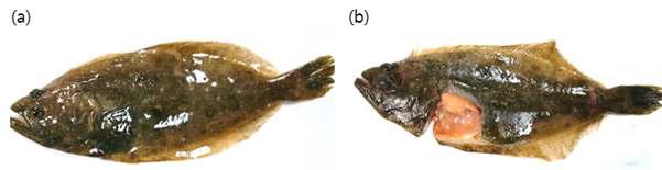 To assess activity of the antiviral agent C. cristata mixed R aphanus sativus, Olive flounder weighing approximately 30g were used to induce expression of immune genes.