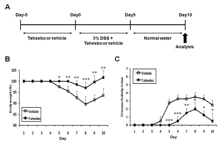 타히보 추출물에 의한 염증성 장질환 실험 모식도 및 효능 (실험1)