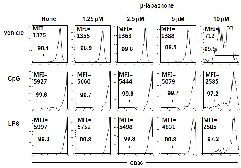 활성화된 수지상세포에서 β-lapachone에 의한 CD86 발현 억제 효과