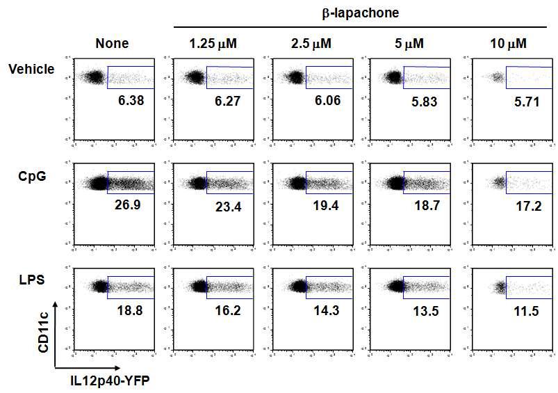 활성화된 수지상세포에서억 β제- l효ap과ac h o ne에 의한 IL12p40-YFP 분비