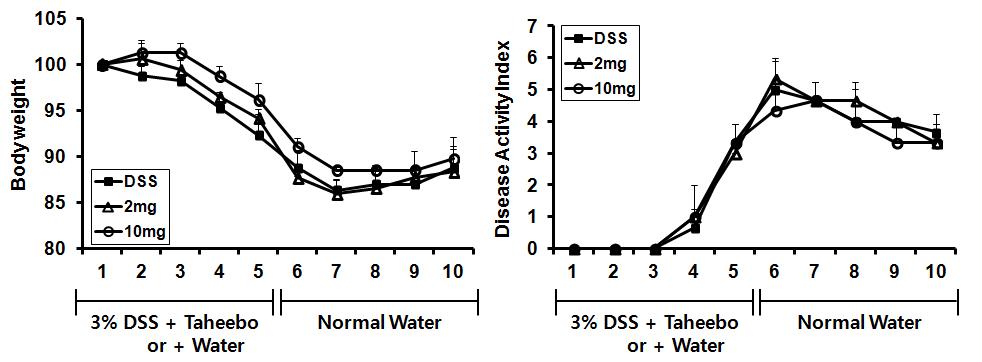 100℃ 타히보 추출물에 의한 DSS 유도-염증성 장질환의 효능 확인