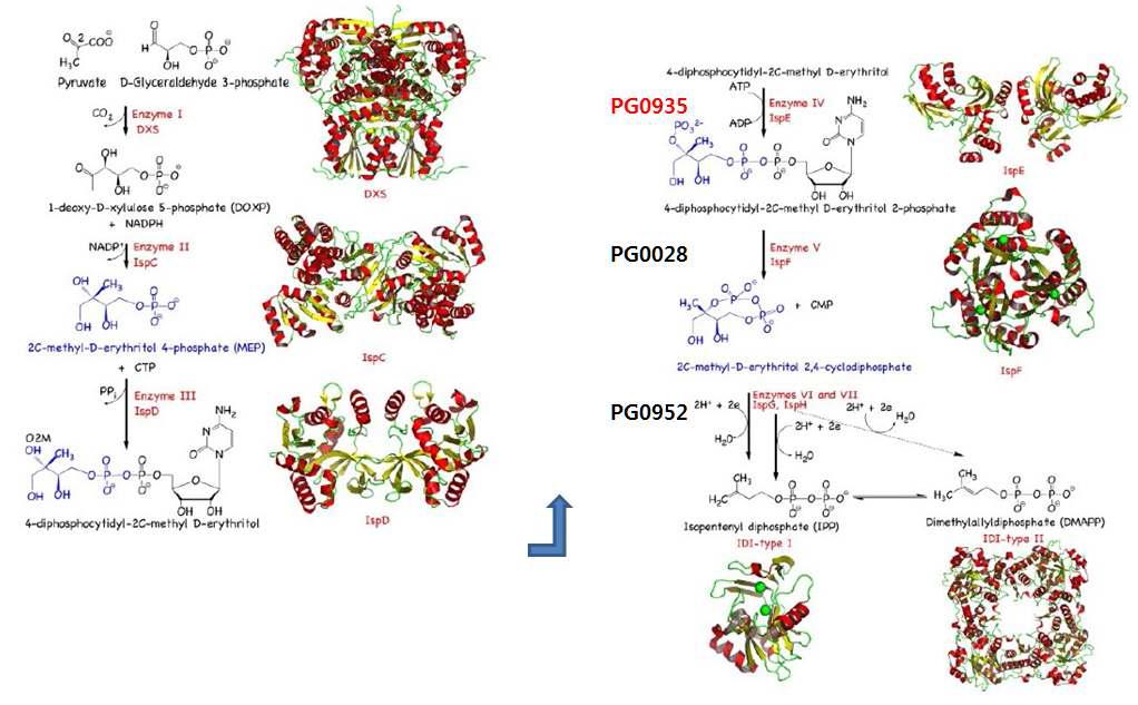 DOXP(non-mevalonate) pathway에서의 후보 약물 타깃 3종