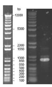 PG0935의 PCR 결과