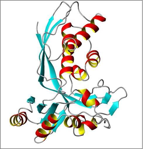 PgIspE 단백질의 3D 구조