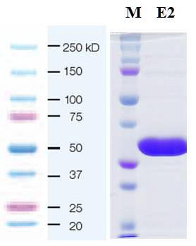 투석 후의 PgIspE 단백질의 SDS-PAGE 결과