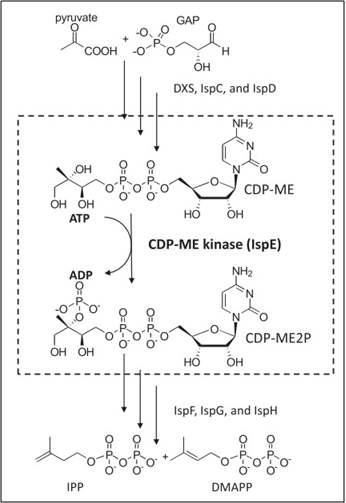 IspE kinase의 기능