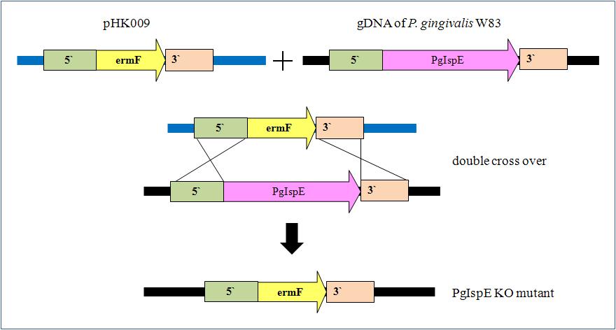 PgIspE의 homologous recombination