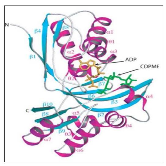 IspE 단백질의 기질 결합 구조