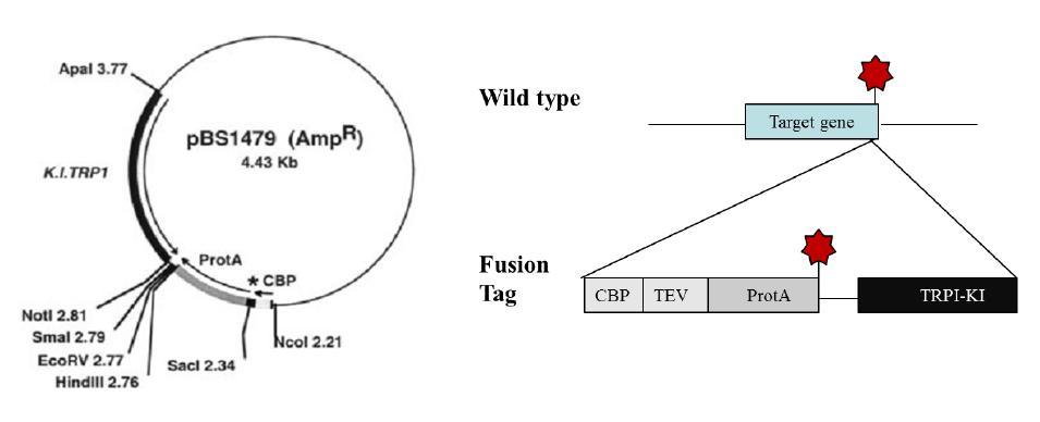 효모에서 homologous recombination을 통해 genomic DNA의 특정한 부위에 타깃 저항성 유전자를 삽입하는 본 연구팀에 확보된 기술