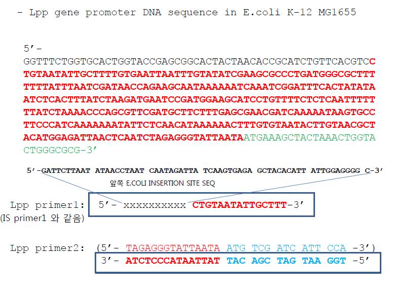 Lpp 유전자 promotor의 클로닝을 위해 사용되어진 primer design