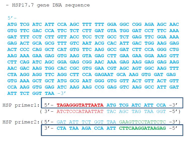 HSP 유전자 클로닝을 위해 사용된 primer sequence