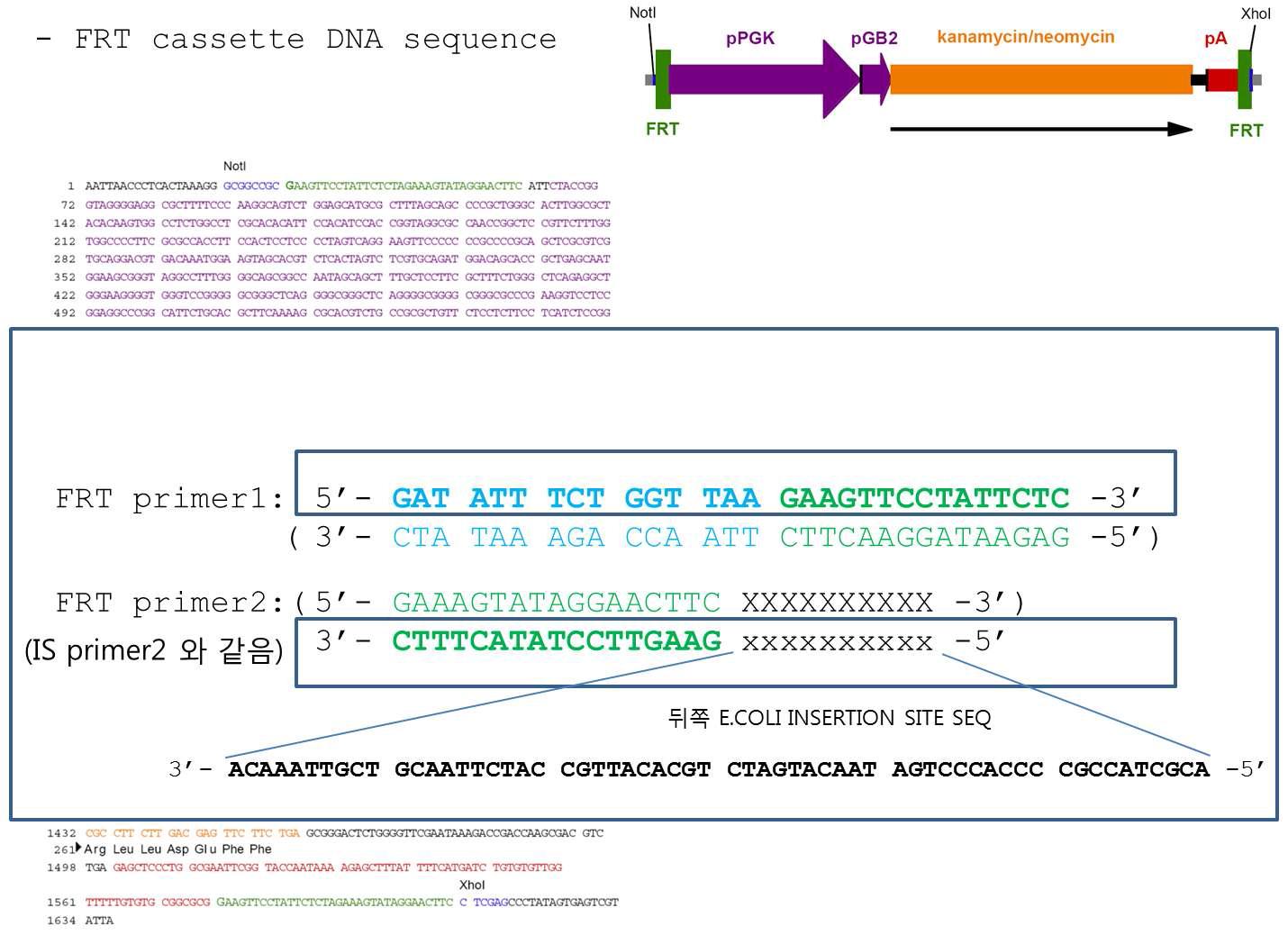 E.coli homologous recombinatidoens에ig서n 사용되는 FRT system cloning primer design