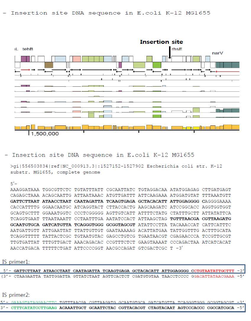 E.coli K-12 strain에서 insesretiqoune nscitee 위치와 insertion을 위한 homologous sequence