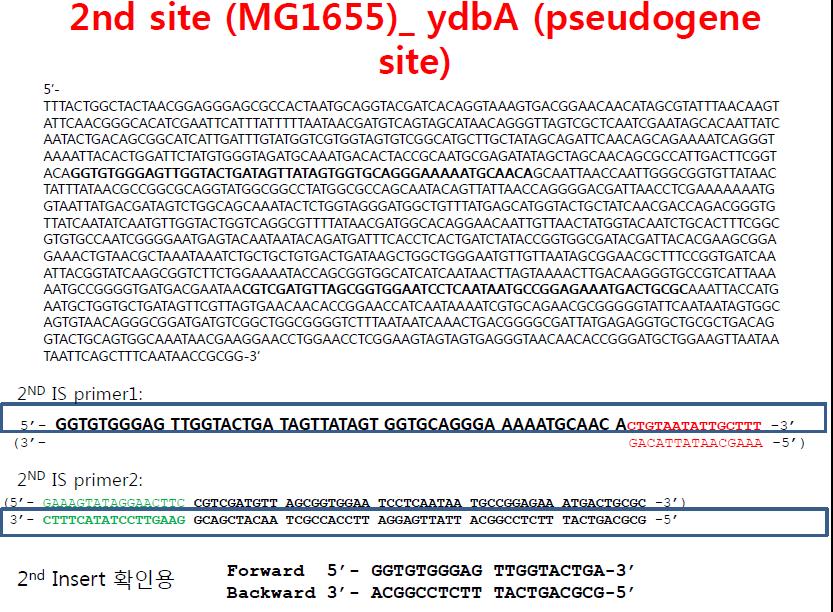 2번째 insertion위해 찾아진 insertion site 위치 및 homologous sequence