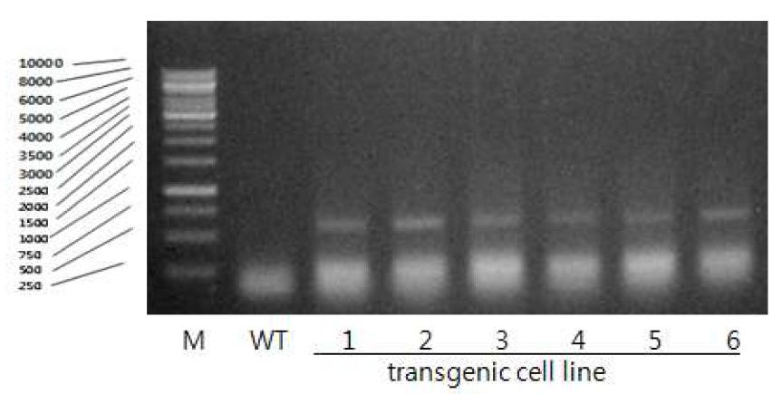 Confirmation of DcHsp17.7 gene in transgenic cell