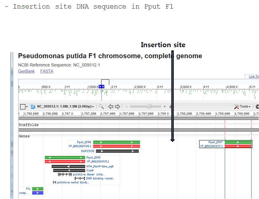 Insertion site selection for P. putida