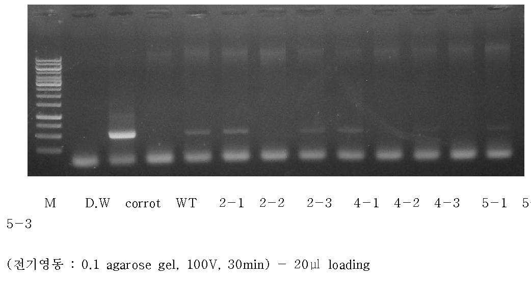 DcHsp17.7 specific primer를 이용한 PCR