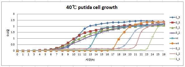 40℃에서의 P. putida의 wild type과 hsp 삽입군의 cell growth