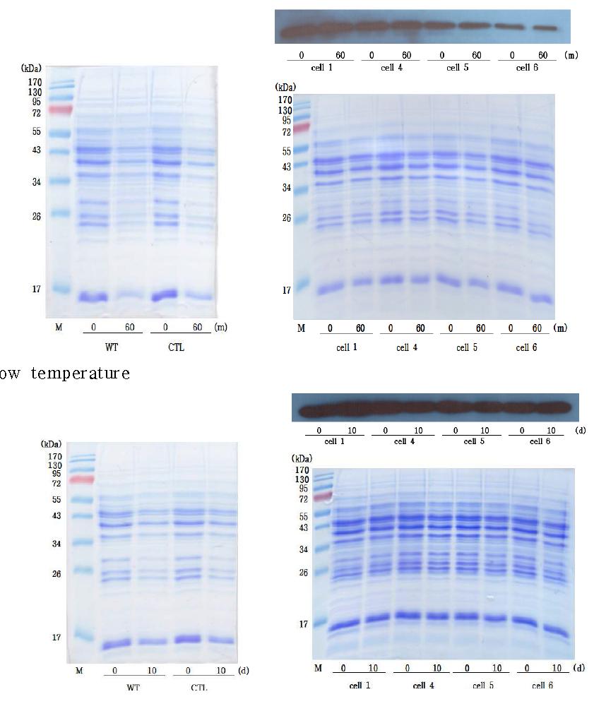 Stability of DcHsp17.7 in transgenic yeast under high and low temperature stresses