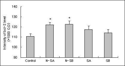 Effects of therapeutic ultrasound at acupoint(GB30) on intensity of Bcl-2 mRNA in the hippocampal CA1 in the neuropathic pain model induced by injury of the tibial and sural nerve. Control, neuropathic pain induced and no treatment. N-SA, intactness and 136 mW ultrasound treatment. N-SB , intactness and 252 mW ultrasound treatment. SA, neuropathic pain induced and 136 mW ultrasound treatment. SB, neuropathic pain induced and 252 mW ultrasound treatment. Results are shown as mean±S.E. *, P<0.05, as compared with the corresponding data of control group.