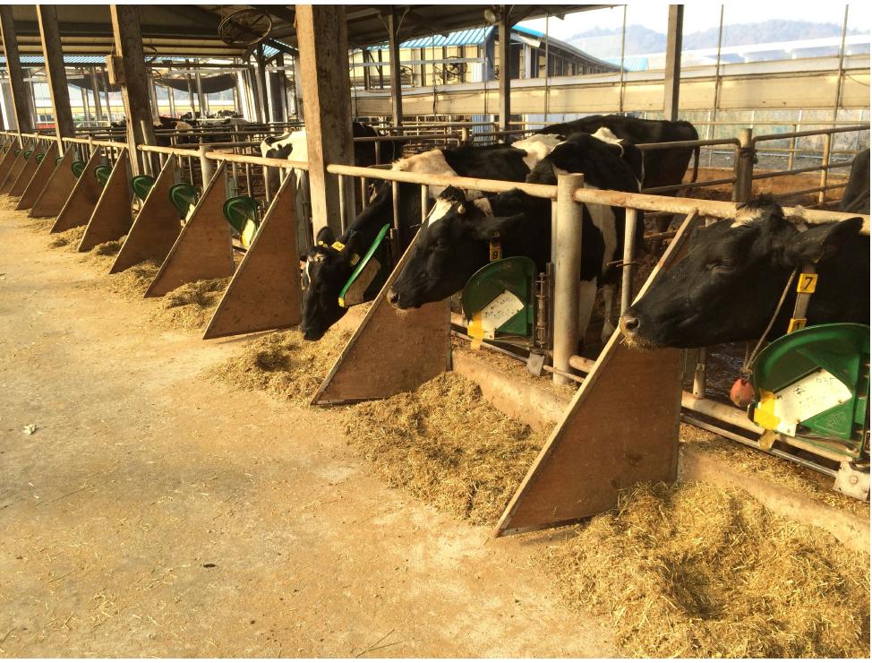 A photo of experimental animals in each feedlots (W × L × H : 4.80 × 9.60 × 1.37 m)