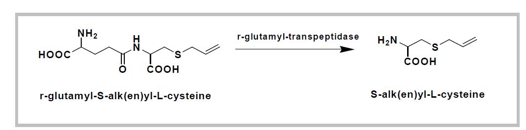 Biosynthetic pathway for formation of S-allyl-L-cysteine
