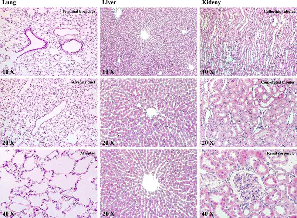 폐, 간, 신장의 H&E staining