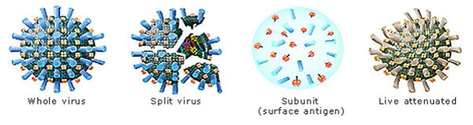 인플루엔자 백신의 종류