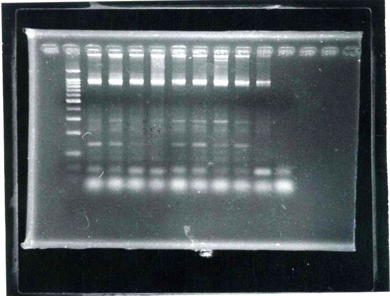 그림 2. 분리된 세균으로부터 PCR 증폭으로 증폭된 16S rDNA