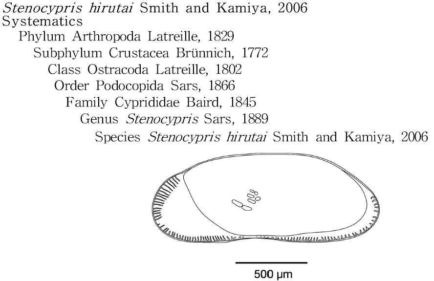 Stenocypris hirutai , Smith and Kamiya, 2006, female. Right valve, internal view.