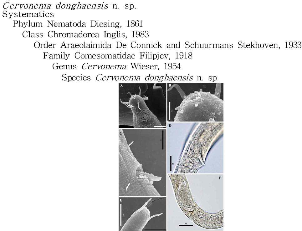 Cervonema donghaensis n. sp.