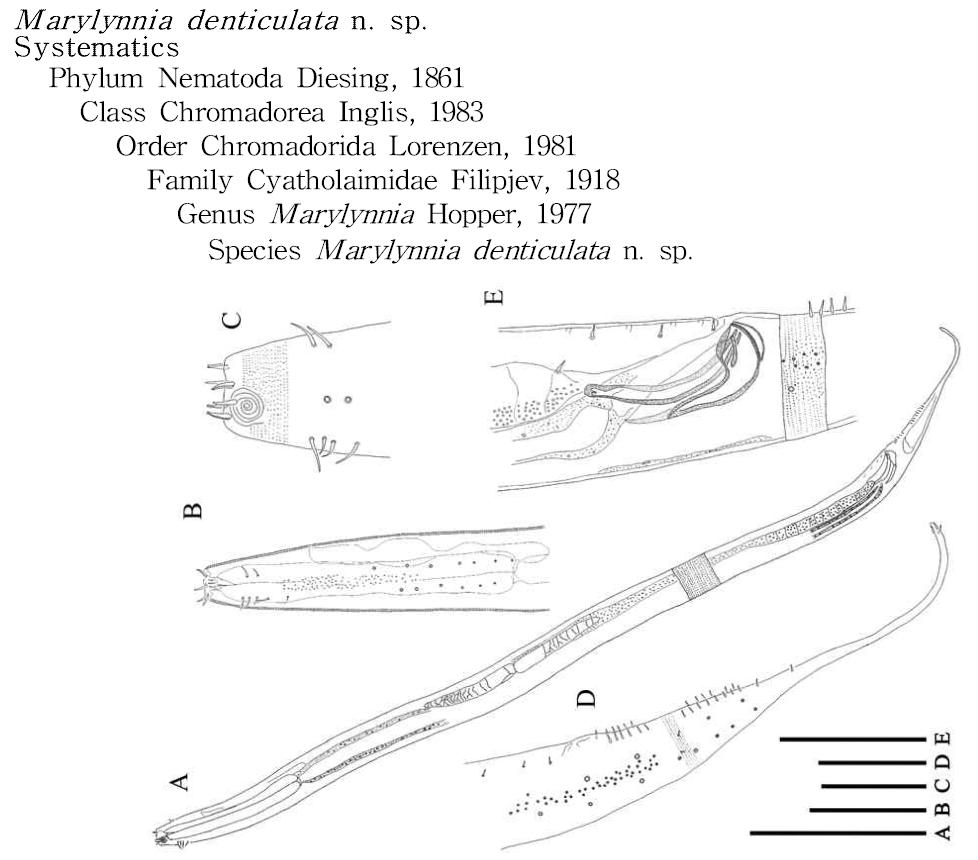 Marylynnia denticulata n. sp.