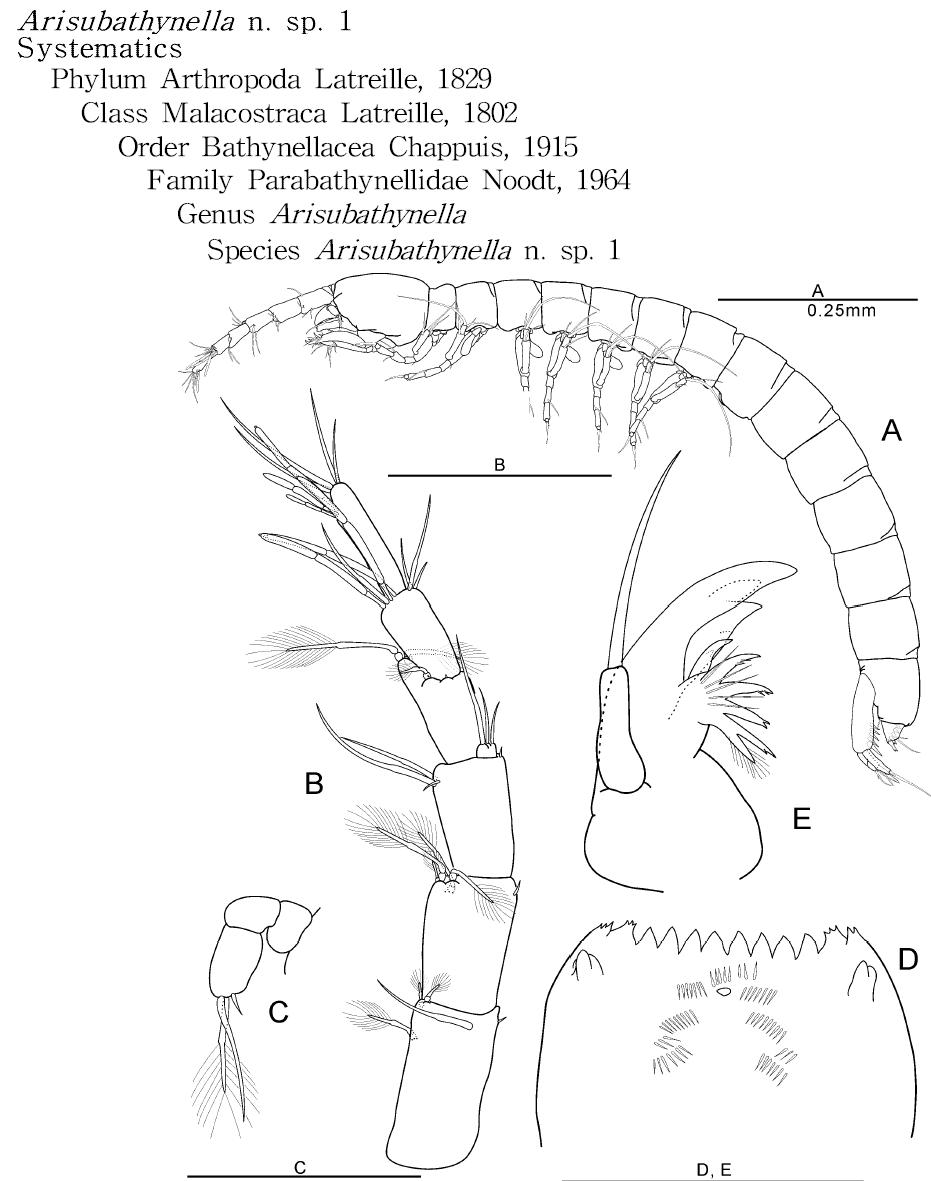 Arisubathynella n. sp. 1