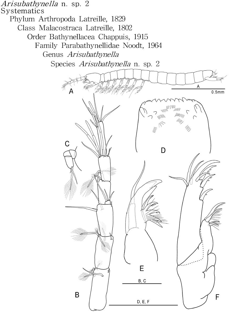 Arisubathynella n. sp. 2