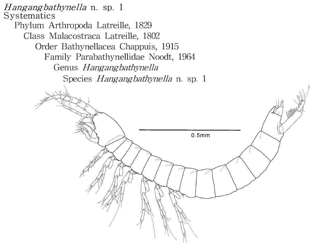 Hangangbathynella n. sp. 1