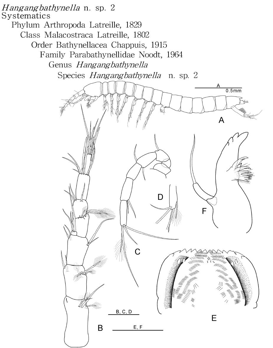 Hangangbathynella n. sp. 2