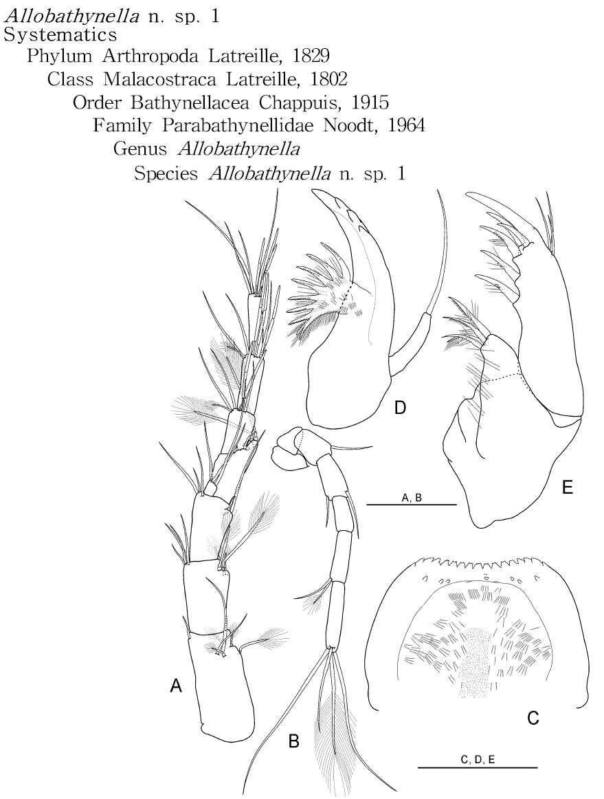 Allobathynella n. sp. 1