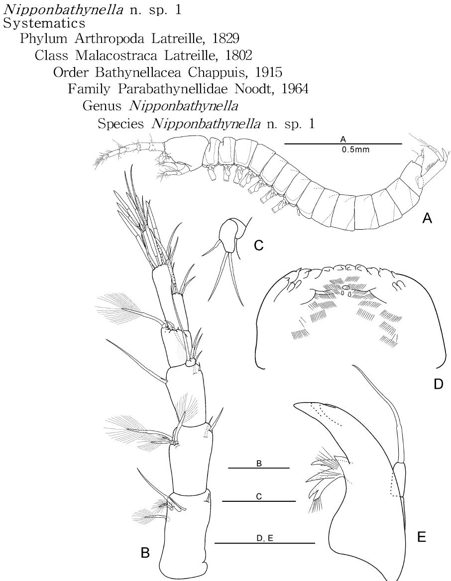 Nipponbathynella n. sp. 1