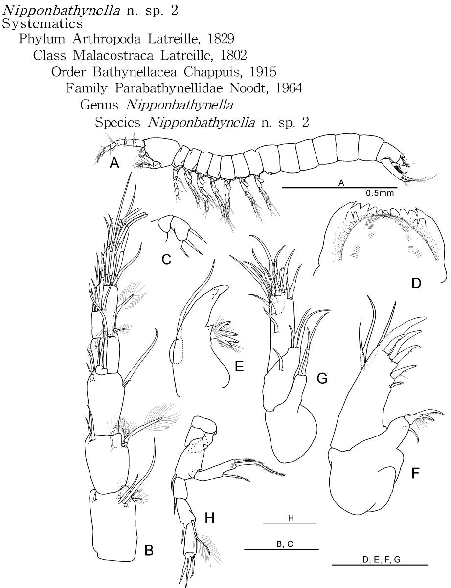 Nipponbathynella n. sp. 2