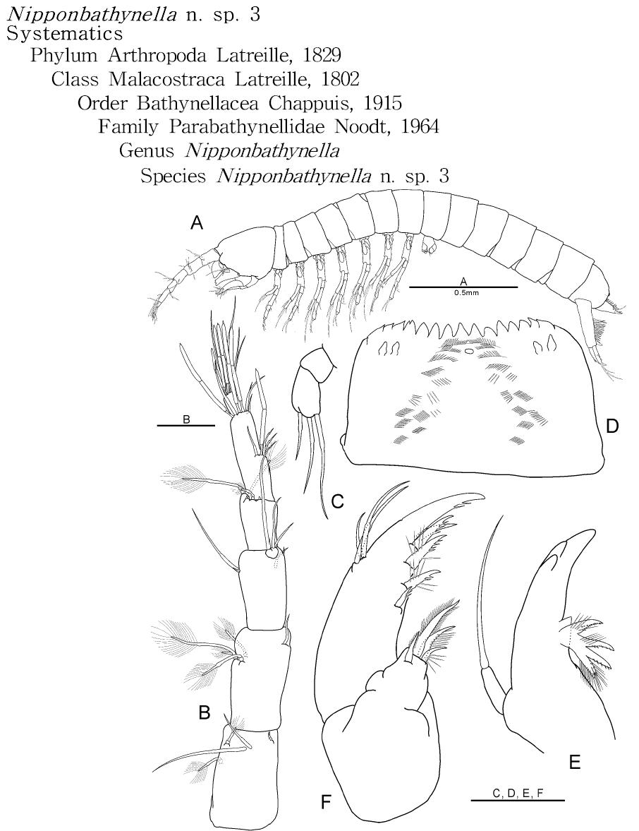 Nipponbathynella n. sp. 3